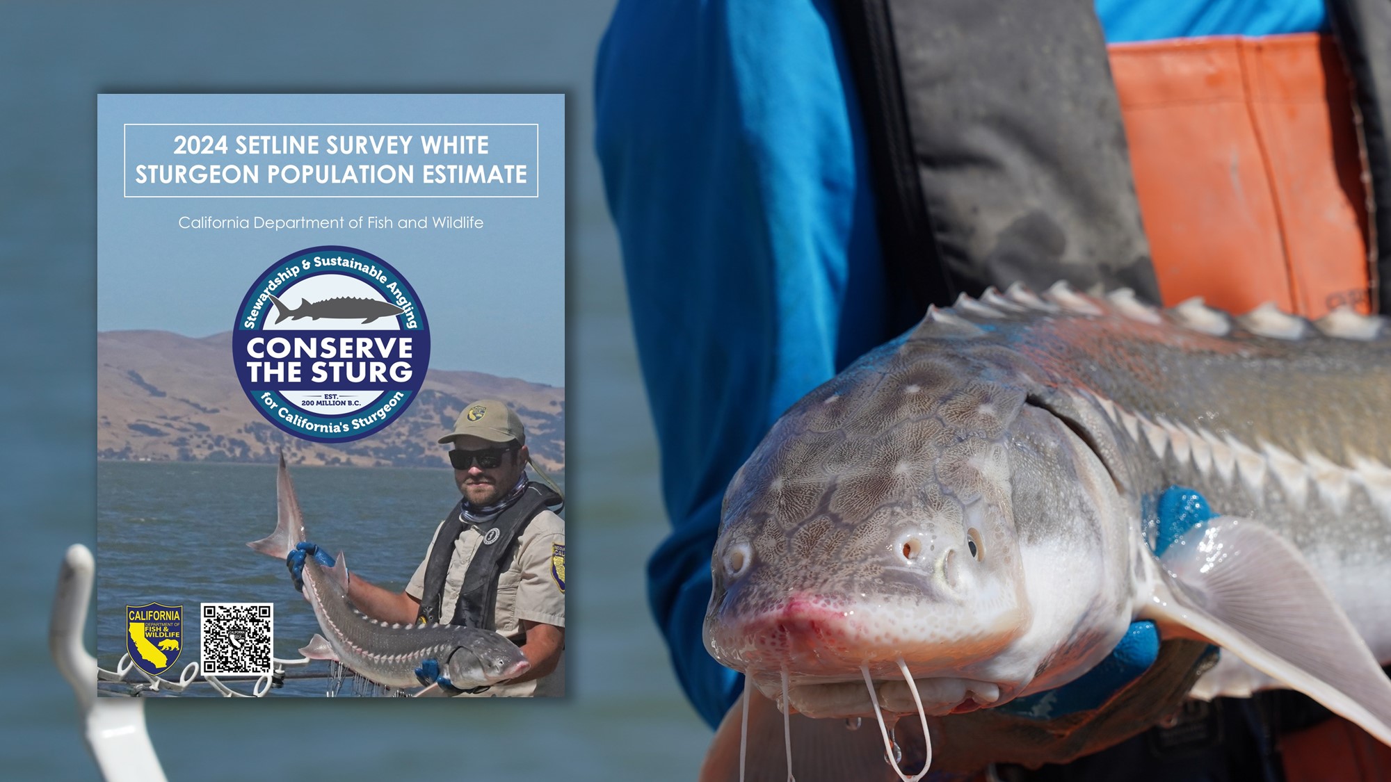 Sturgeon during monitoring with inset report cover. Graphic by Robert Karam/CDFW